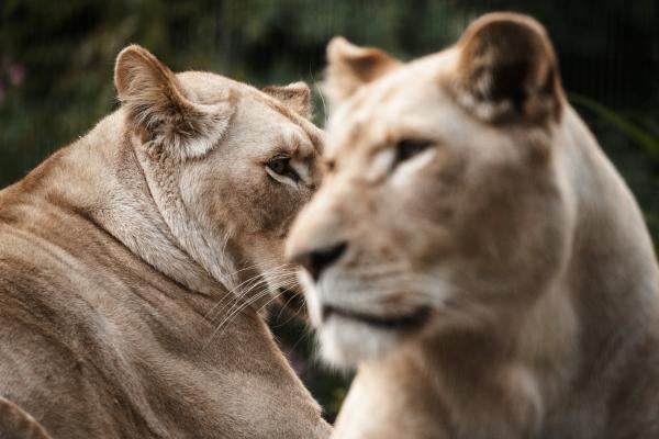 Tierpatenschaft weißer Löwe inkl. einer Saisonkarte